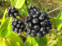 Самые доступные адаптогены для повышения иммунитета